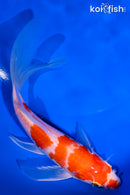 6.5" HARIWAKE BUTTERFLY