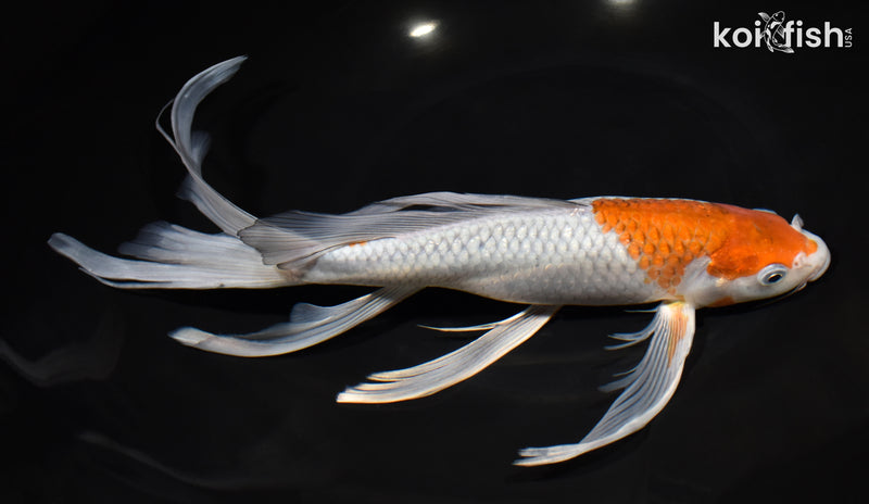 12.5" OCHIBA SHIGURE BUTTERFLY