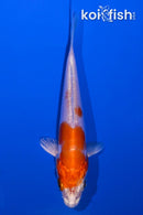 4.25" KIKUSUI