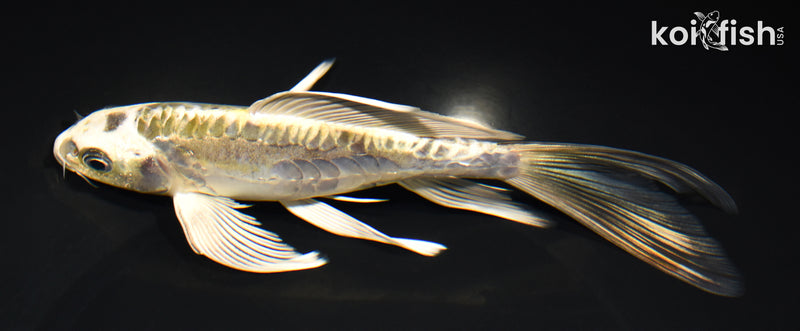 7.5" KIN KIKOKURYU BUTTERFLY
