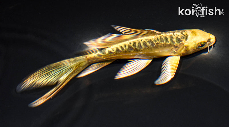 6" ARAGOKE KIN KIKOKURYU BUTTERFLY