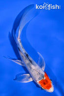 5.25" YAMATO NISHIKI BUTTERFLY