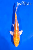 5" GINRIN HARIWAKE