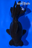 4.5" TELESCOPE FANTAIL GOLDFISH