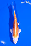 5.25" ARAGOKE KIKUSUI