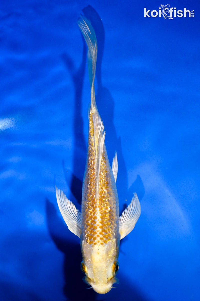 5" GINRIN YAMABUKI OGON BUTTERFLY
