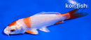 4" HARIWAKE