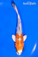 5" KUJAKU