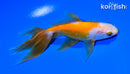 5.75" KUCHIBENI WATONAI GOLDFISH