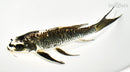 8" ARAGOKE KIKOKURYU BUTTERFLY