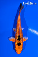 3.75" GINRIN YAMATO NISHIKI