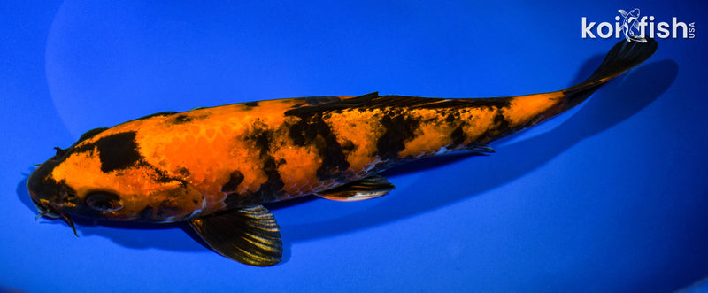 9.5" KIN HI UTSURI