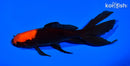 5.75" WATONAI GOLDFISH