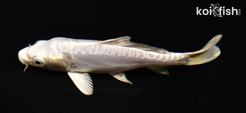 5.25" DOITSU PLATINUM OGON