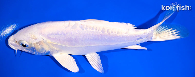 7.5" DOITSU PLATINUM OGON