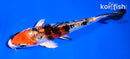 5" YAMATO NISHIKI