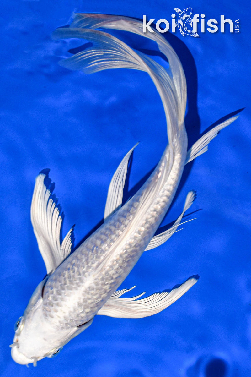 9" GINRIN PLATINUM OGON BUTTERFLY