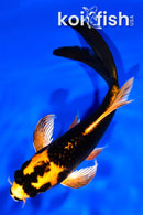 6.75" ORENJI MATSUBA BUTTERFLY