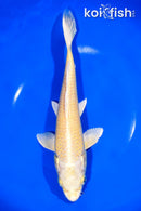 9.75" YAMABUKI OGON