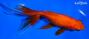 5.75" WATONAI GOLDFISH