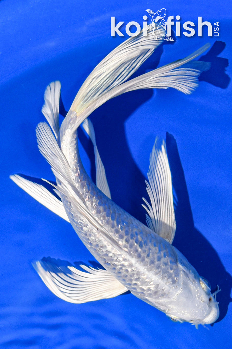 7" GINRIN PLATINUM OGON BUTTERFLY