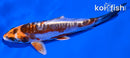 6" BENI KIKOKURYU