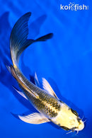 5.25" KI GINGA BUTTERFLY