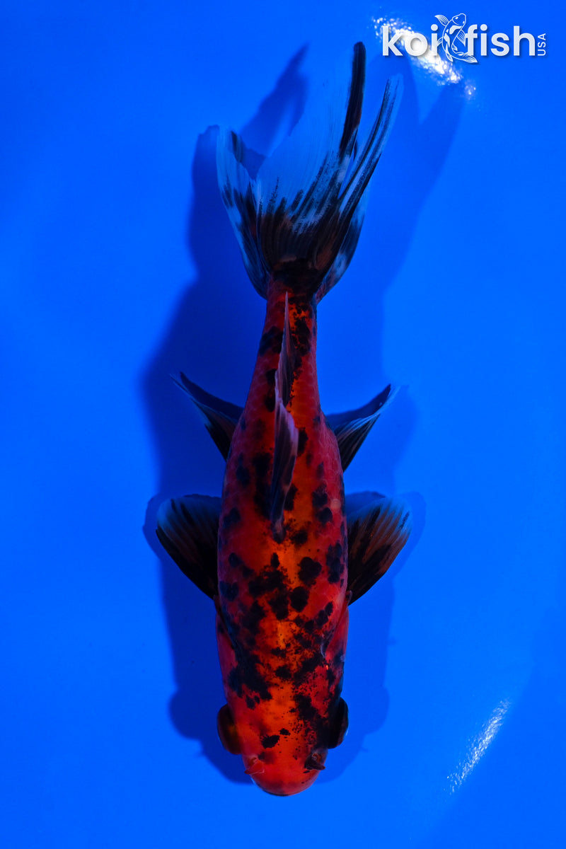 4.75" WAKIN GOLDFISH