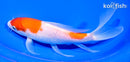 8.25" KOHAKU BUTTERFLY