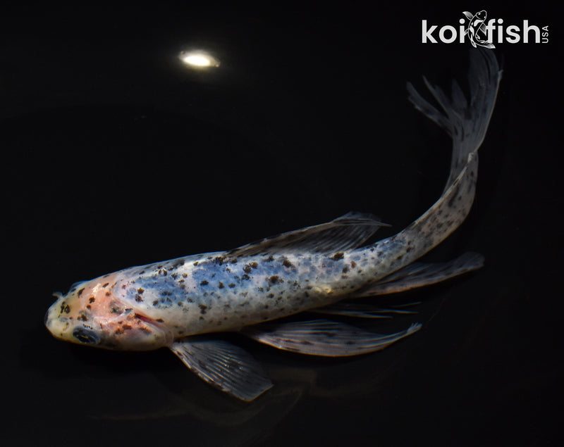 8" SHUBUNKIN GOLDFISH