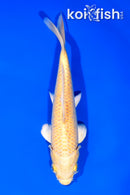 7.75" YAMABUKI OGON