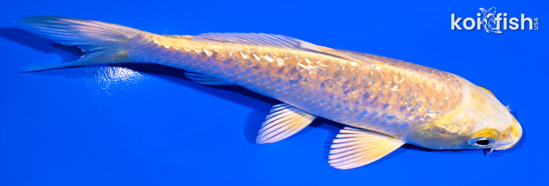 5" GINRIN YAMABUKI OGON