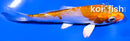 4.5" KIKUSUI