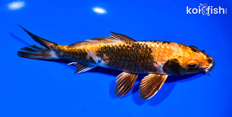 7.5" KIN KI UTSURI