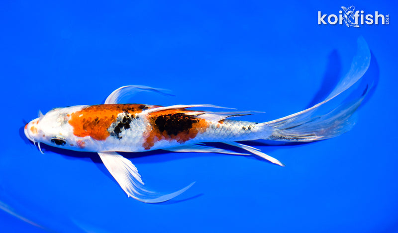 8.5" YAMATO NISHIKI BUTTERFLY