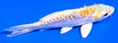 4.5" DOITSU LEMON HARIWAKE