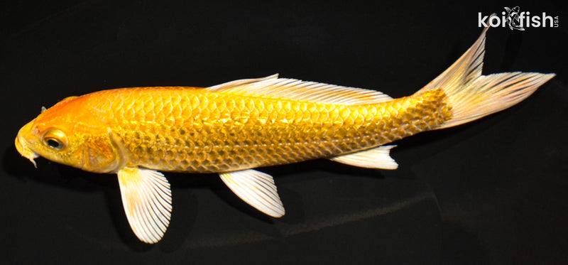 7.5" GINRIN YAMABUKI OGON