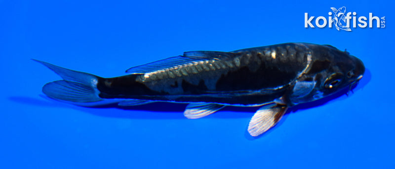 4.75" METALLIC DOITSU OCHIBA SHIGURE