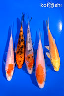 PACK OF (5) 4-5" STANDARD KOI