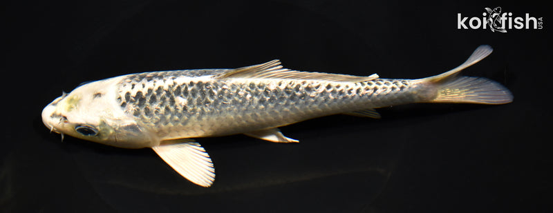 7.75" GINRIN GIN MATSUBA