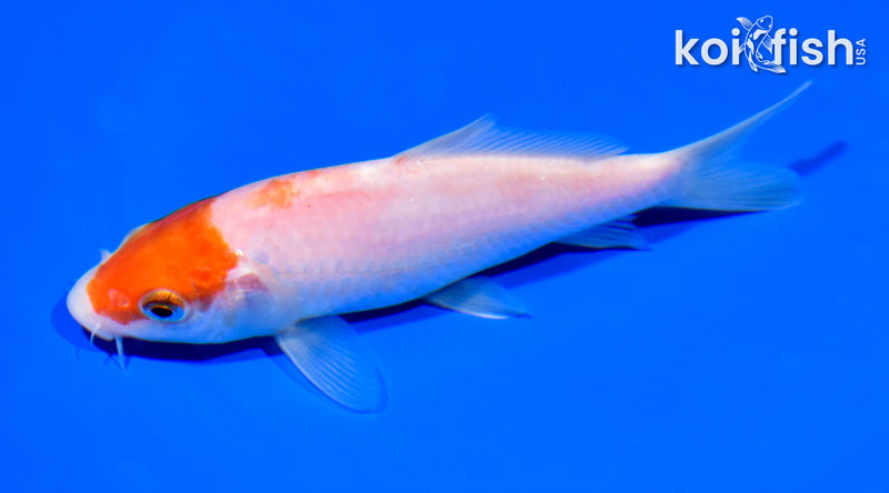 5.5" KOHAKU