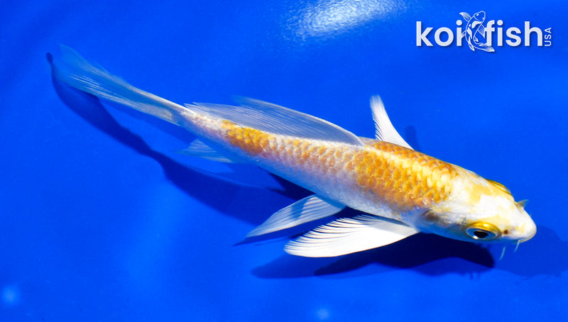 5" LEMON HARIWAKE BUTTERFLY