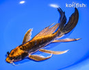 9.25" ARAGOKE ORENJI MATSUBA BUTTERFLY