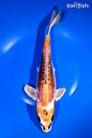 11.25" BENI KIKOKURYU