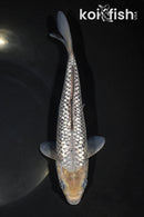 8.25" GINRIN SORAGOI