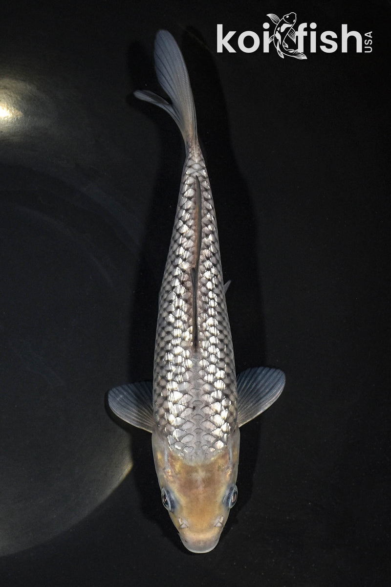 8.25" GINRIN SORAGOI