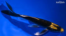 7.75" KABUTO BUTTERFLY
