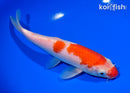 8" KOHAKU