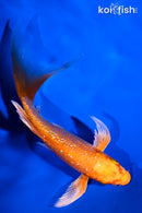 5.5" GINRIN ORENJI OGON BUTTERFLY