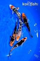 PACK OF (5) 4-4.25" STANDARD KOI